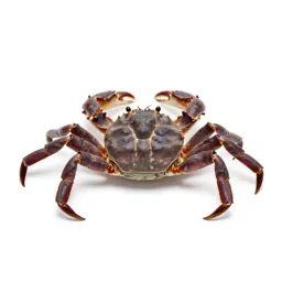 Rock crab