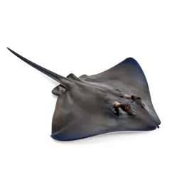 Roughtail stingray