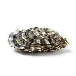 Saddle oyster
