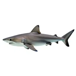 Sandbar shark