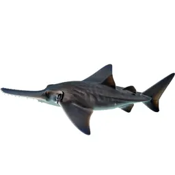 Sawfish