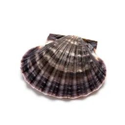 Scallop