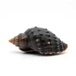 Scaphopod