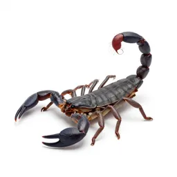 Scorpion shell