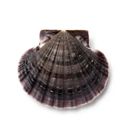 Sea scallop