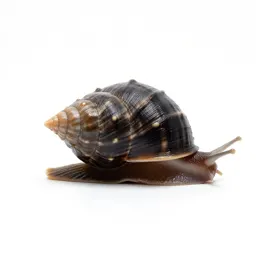Seasnail