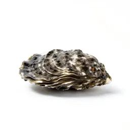 Seed oyster