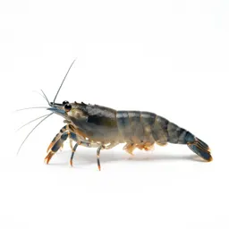 Seed shrimp