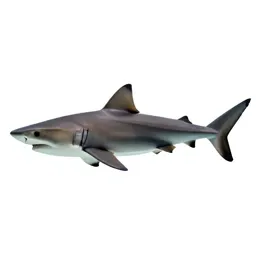 Shark