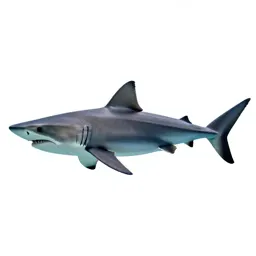 Shortfin mako