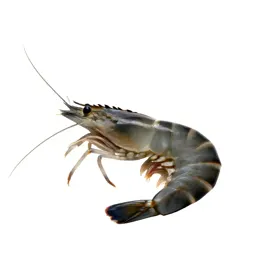 Shrimp
