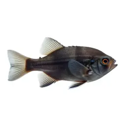 Shrimpfish