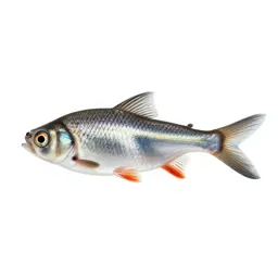Silverfish
