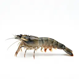Skeleton shrimp