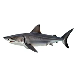 Smalleye hammerhead