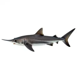 Smalltooth sawfish