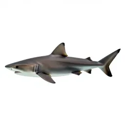 Smooth dogfish