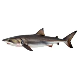 Smoothhound