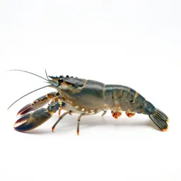 Snapping shrimp