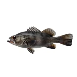 Snipefish