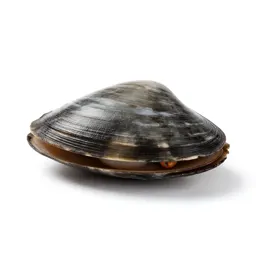 Soft-shell clam