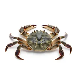 Soft-shell crab