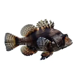Soldierfish
