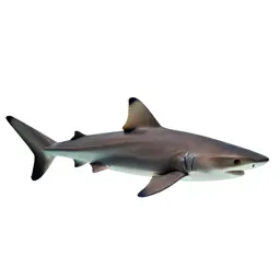 Soupfin shark