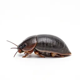 Sow bug