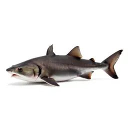 Spiny dogfish