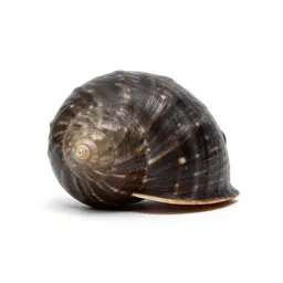 Spirula