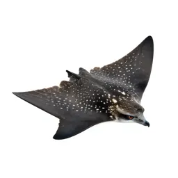 Spotted eagle ray