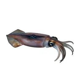 Squid