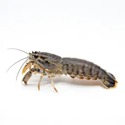 Squilla