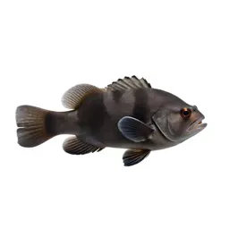 Squirrelfish