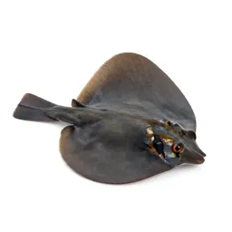 Stingray