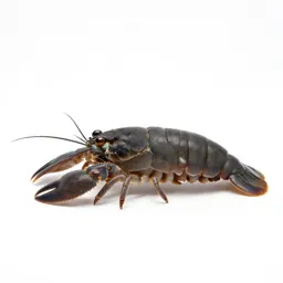 Stomatopod