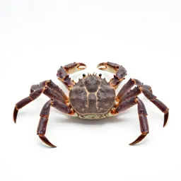 Stone crab