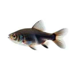 Striped killifish