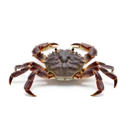 Swimming crab