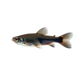 Swordtail