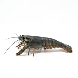 Tadpole shrimp