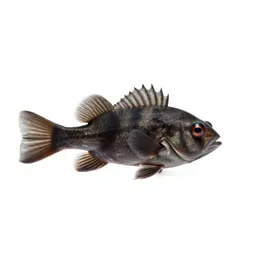 Ten-spined stickleback