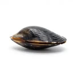 Thin-shelled mussel