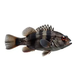 Three-spined stickleback
