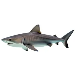 Tiger shark
