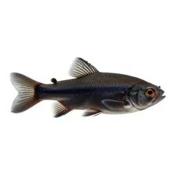 Topminnow