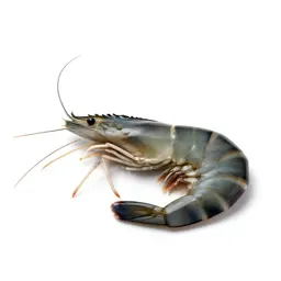 Tropical prawn