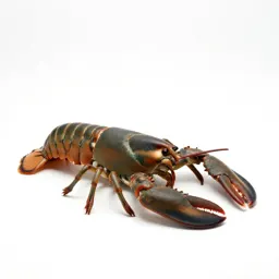 True lobster