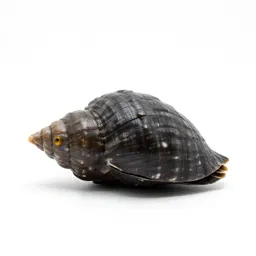 Whelk